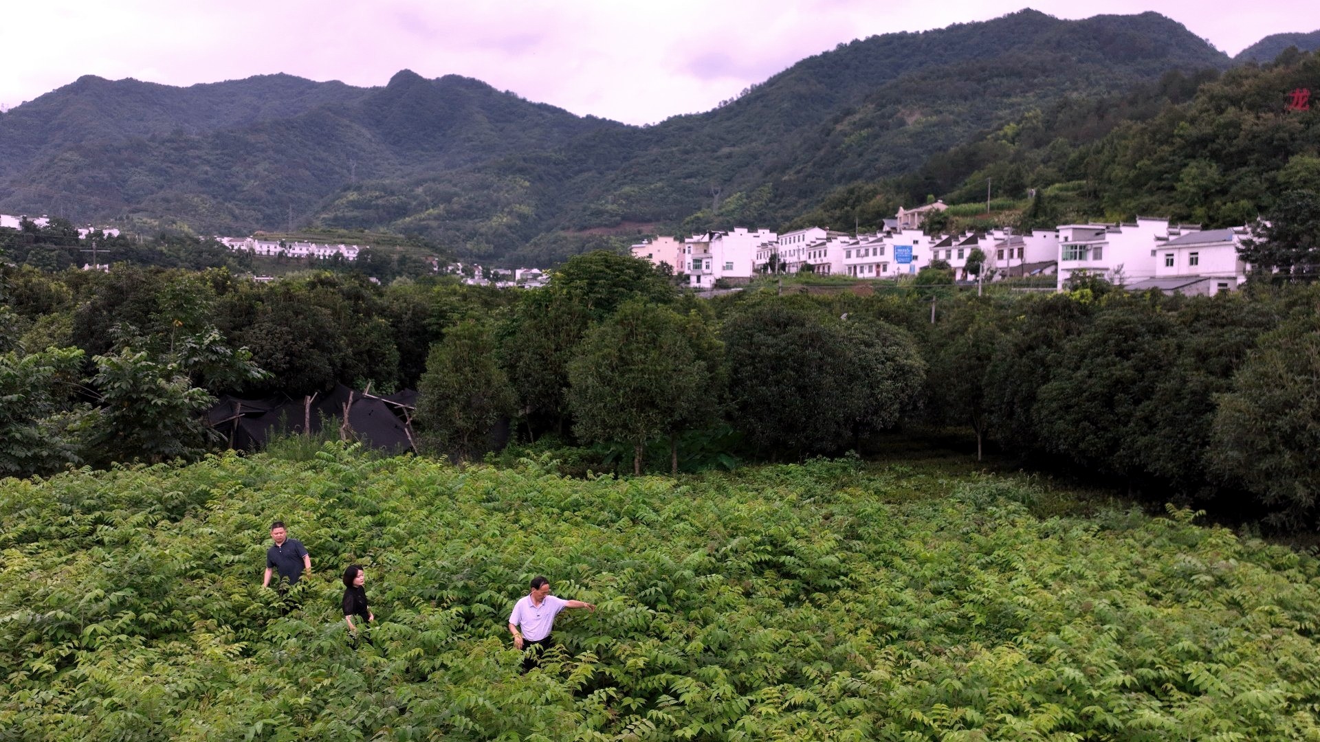 漆苗种植基地