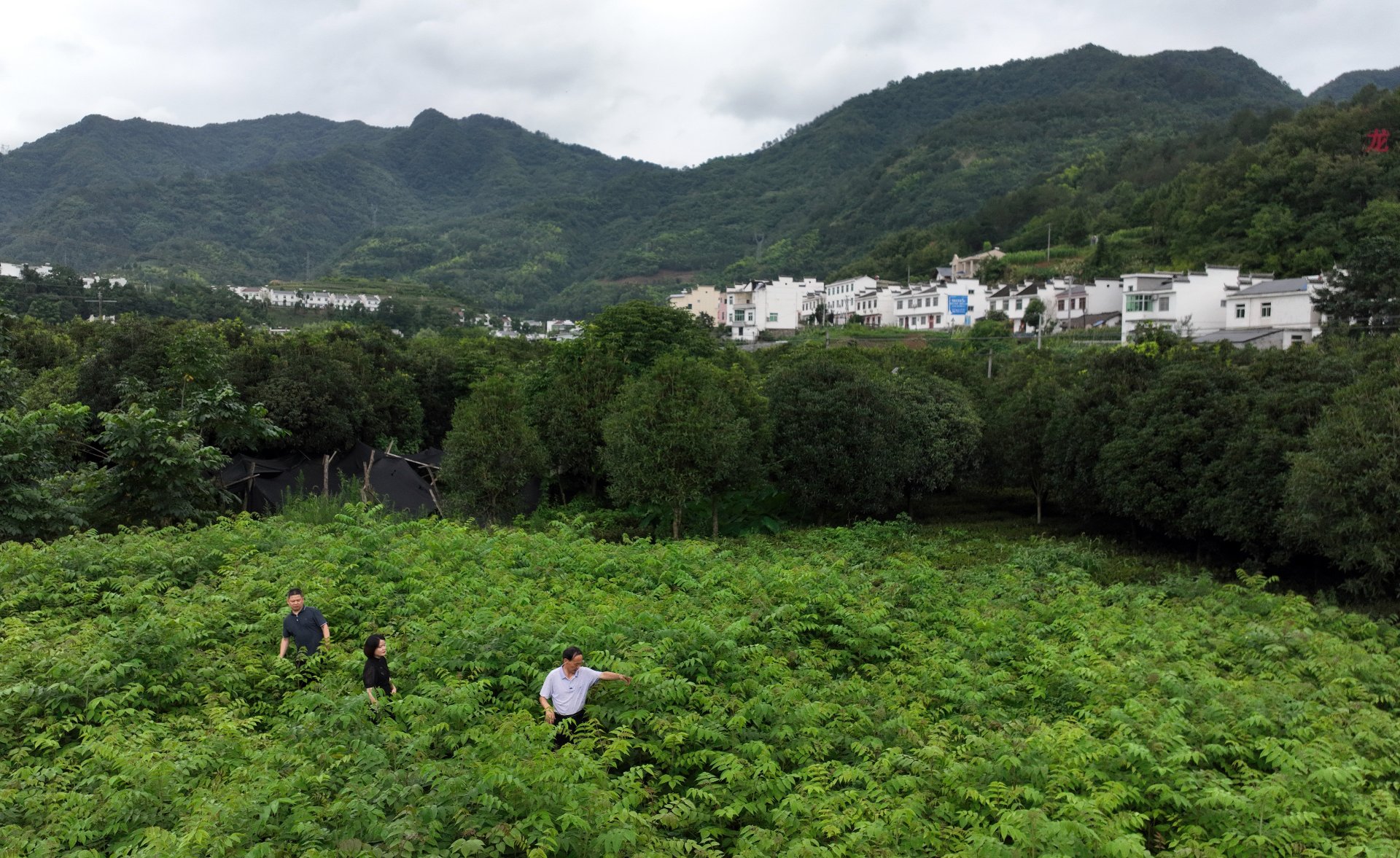 某古城牌楼髹饰复原