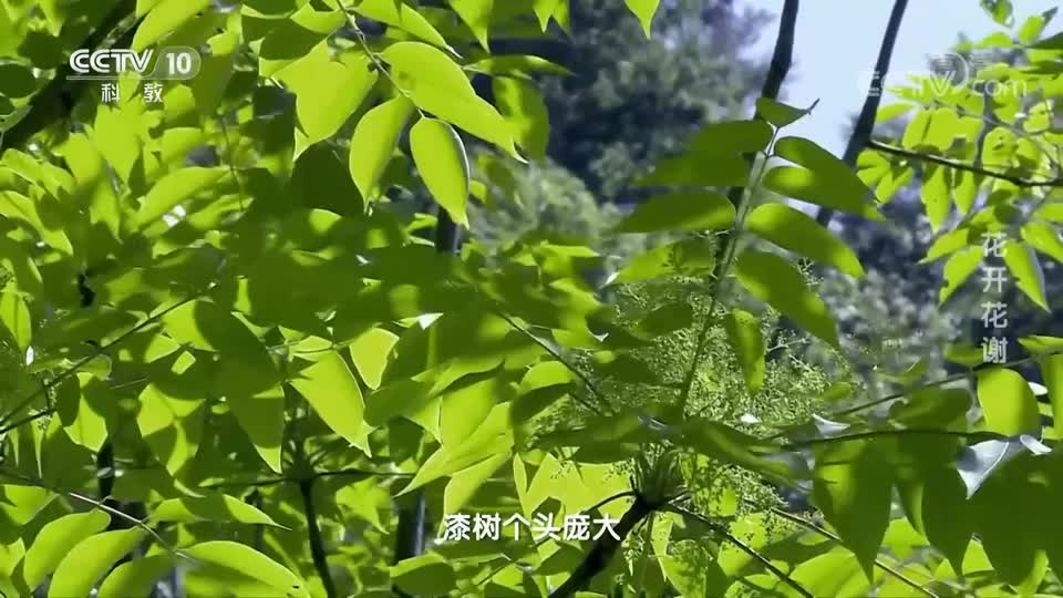 《花季中国》第二季